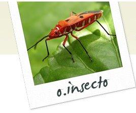 [OInsecto.JPG]