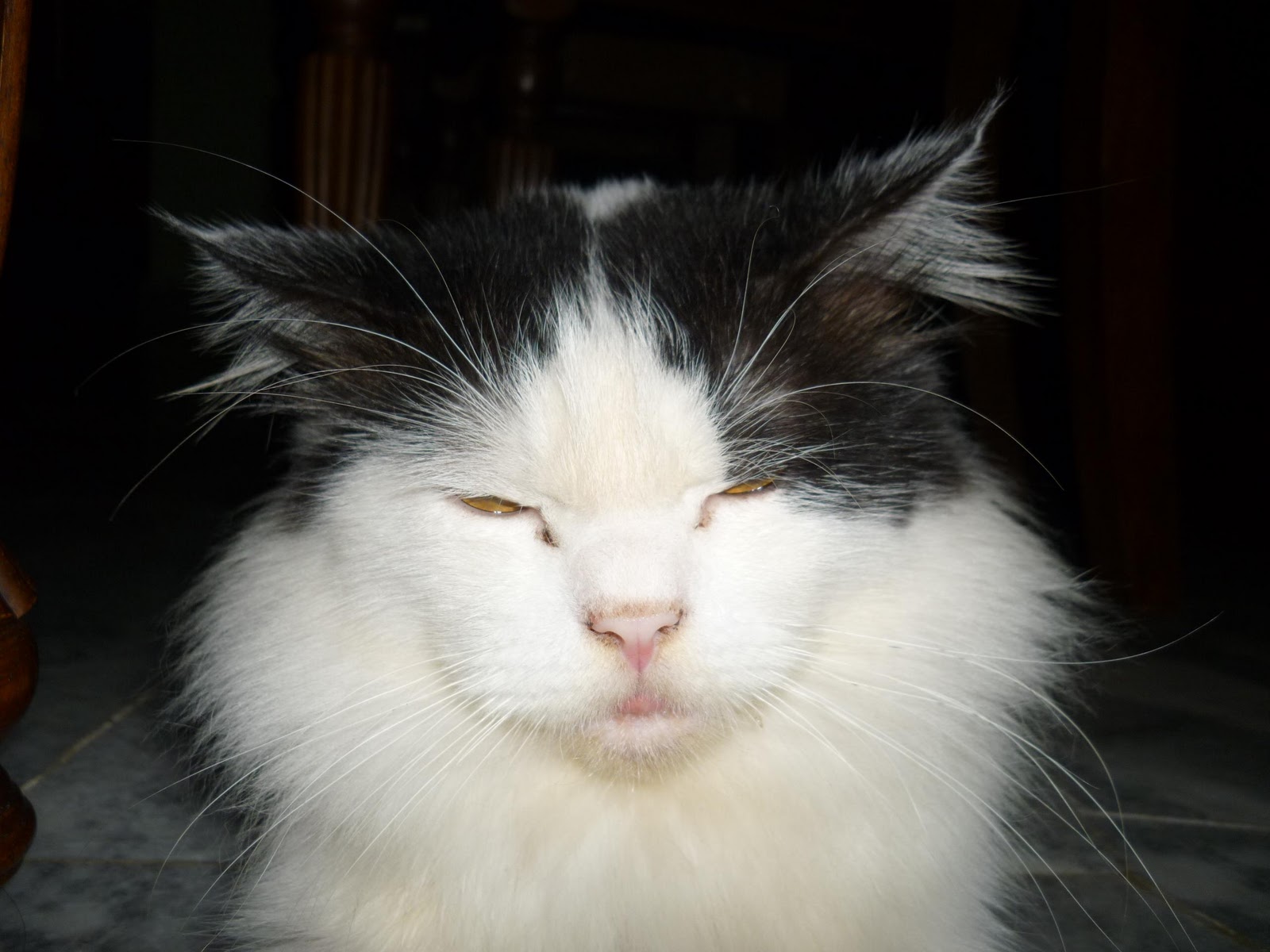 Kucing Utara Kenapa Kucing Muntah