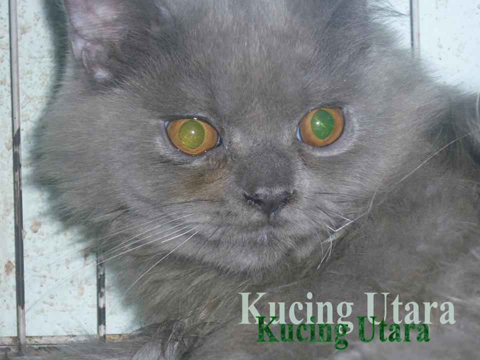 Punggung+pejal