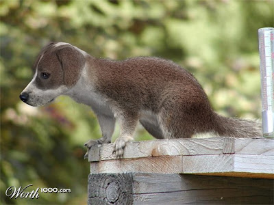 American Squirrel Dog