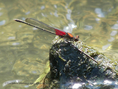 Ohio+dragonflies+pictures