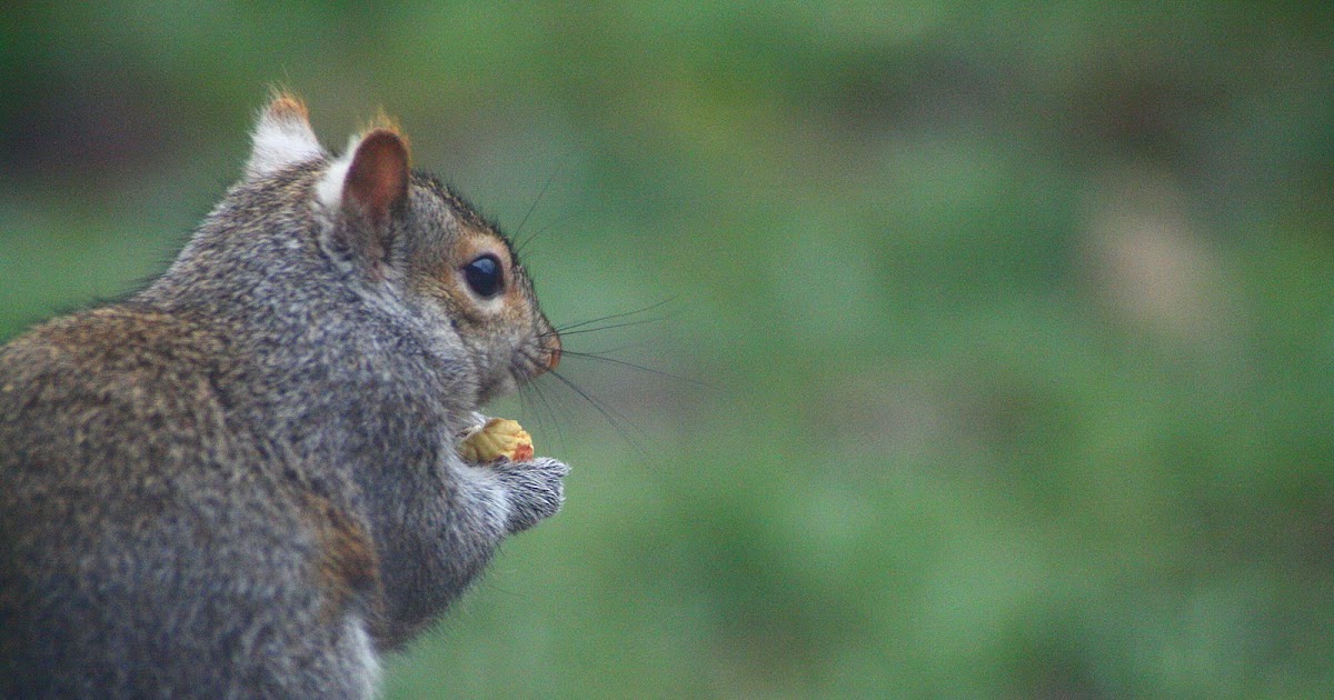 The Ohio Nature Blog: Eastern Gray Squirrels