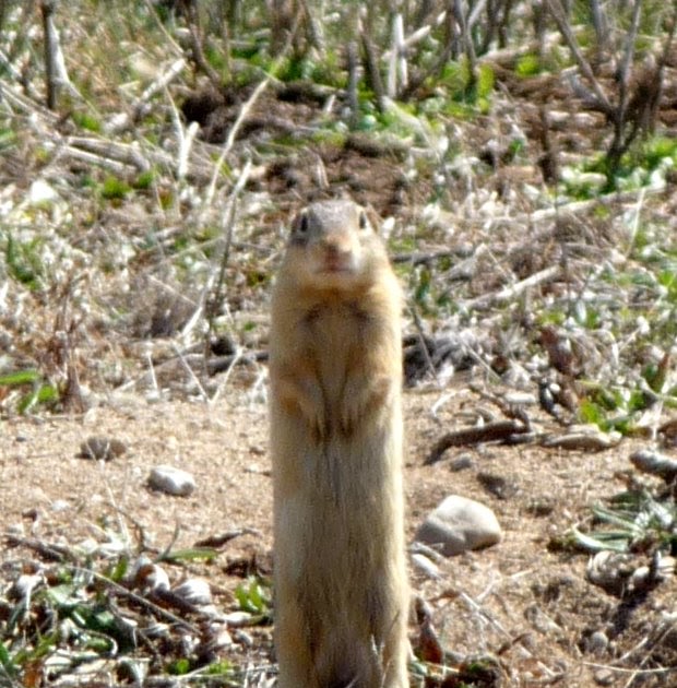 The Ohio Nature Blog 13 Lines + Squirrel