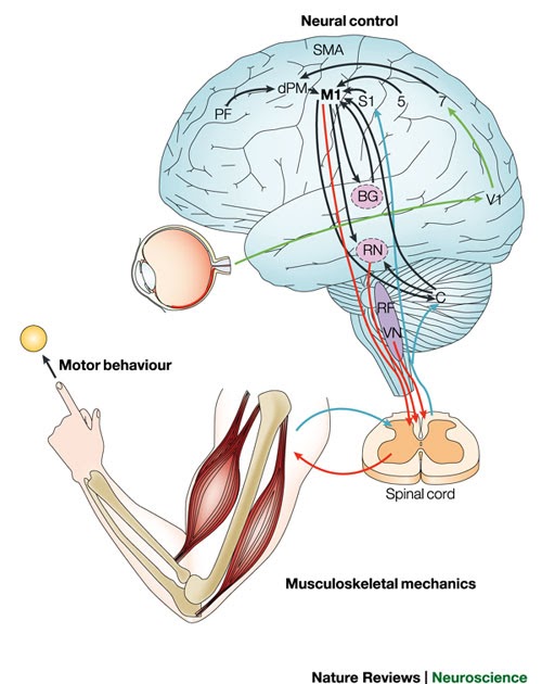 BodyWize Personal Training, Sydney, Australia. 2nd Series Motor