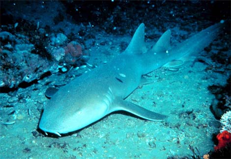 [nurse-shark.jpg]