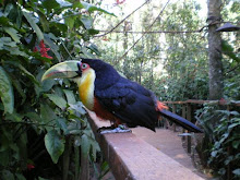 oiseau magique, raconte-moi une histoire...