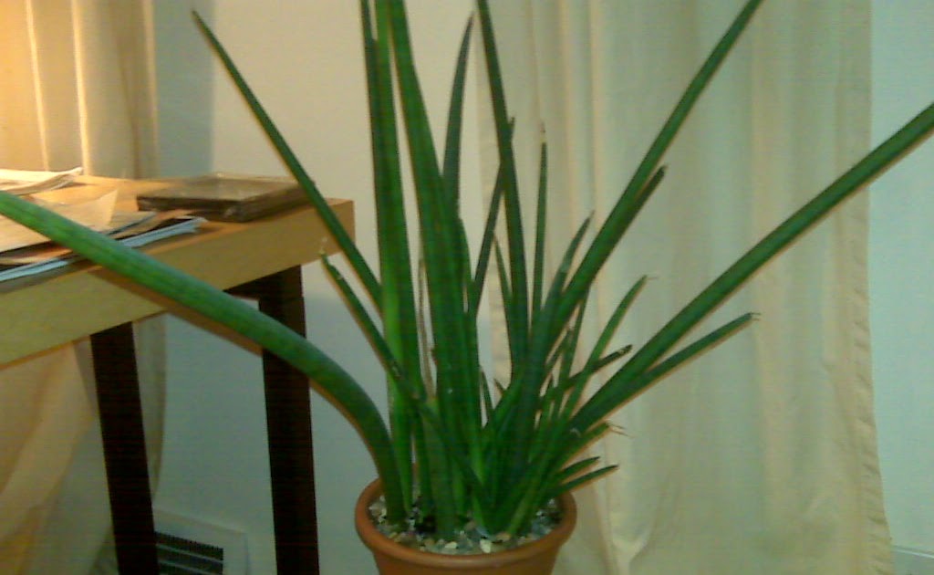 architecte paysagiste Stick Plant