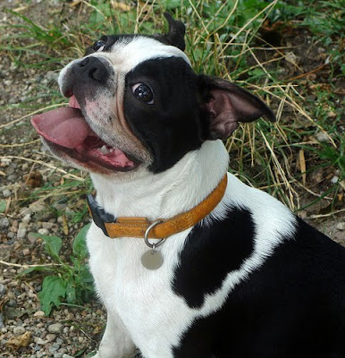 Boston Terrier Popular Dogs