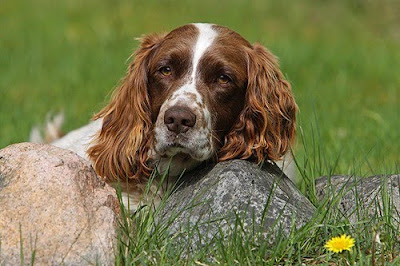 English Springer Spaniel Medium Sized/Compact Dog