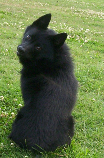 schipperke dogs dachshund breed information breeds picture schipperke dogs dachshund breed information breeds picture
