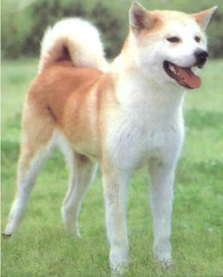 pictures of dog breeds z. dogs breeds z.