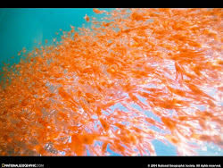 MILLIONS OF KRILL IN THE WATERS OF THE CHANNEL ISLANDS