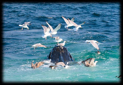 AN EYE WITNESS TOOK THIS PHOTO OF A GROUP OF SEAGULLS LANDING ON A SOUTHERN RIGHT WHALE.