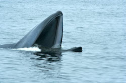THIS WHALE WAS SPOTTED OFF THE COAST OF ALASKA IN HUDSON BAY.