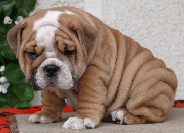 Pup Knowledge Pup Knowledge