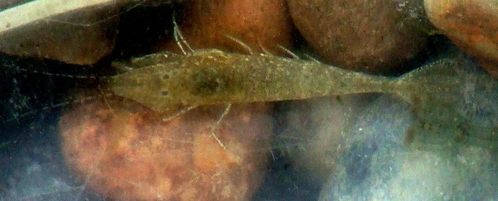 common shrimp