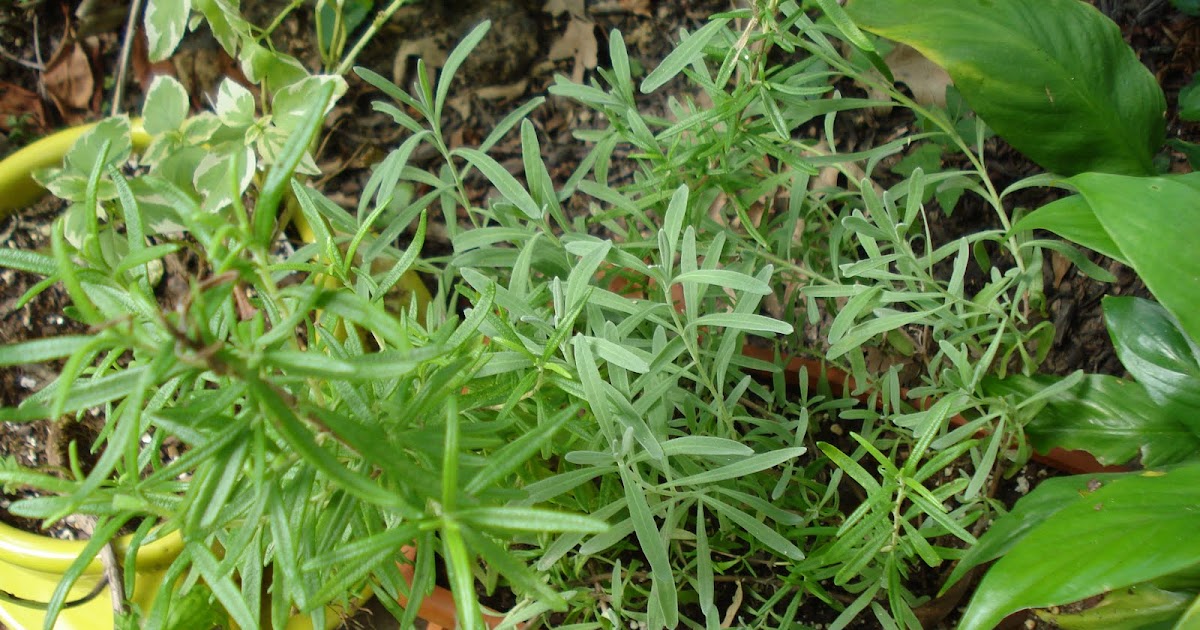 Alive! Essential Oils to Kill the Insects that Eat Your Plants