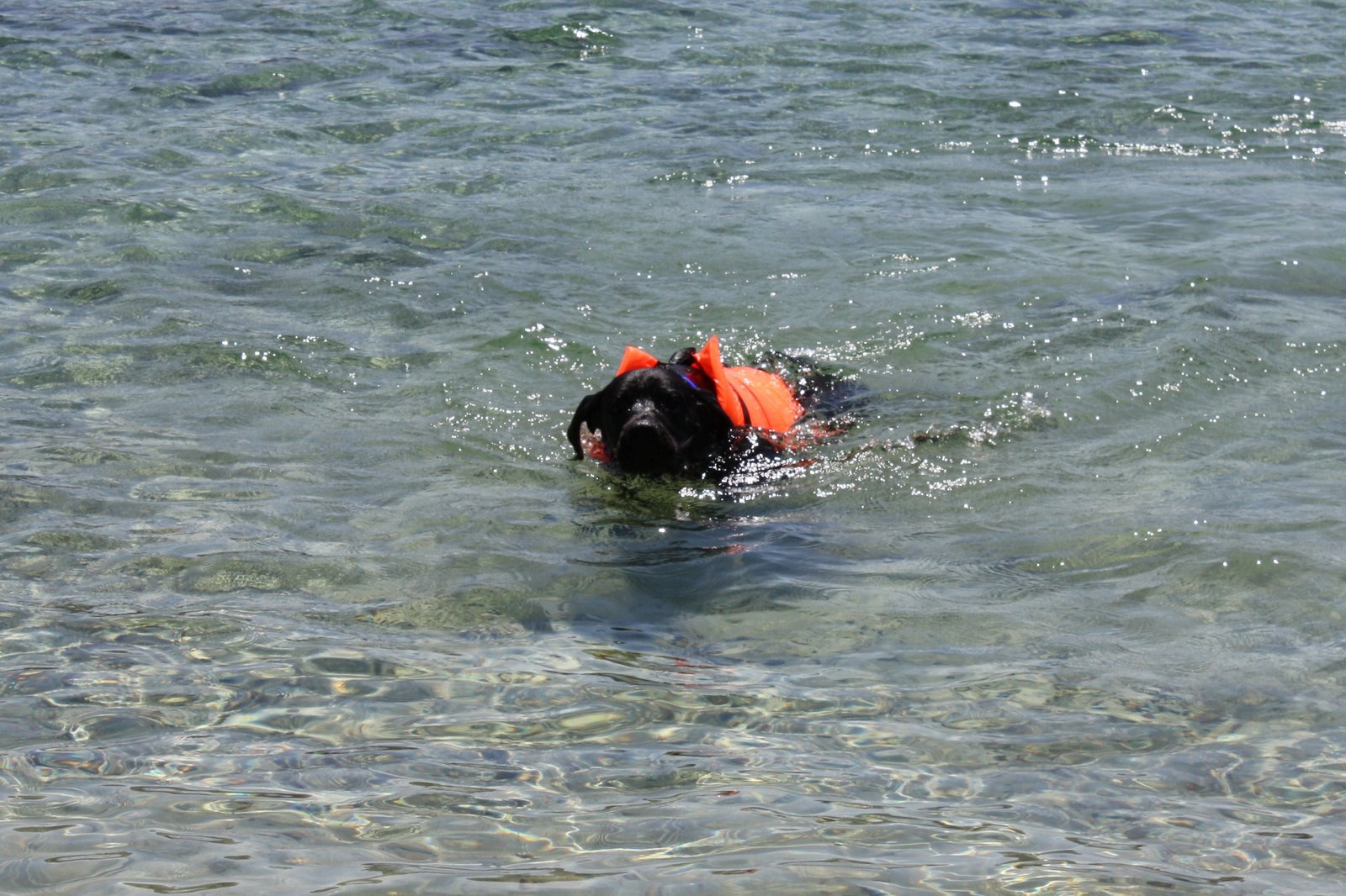 [IMG_0970crop.JPG]