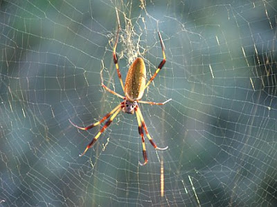 Spiders In Florida. lots of banana spiders,