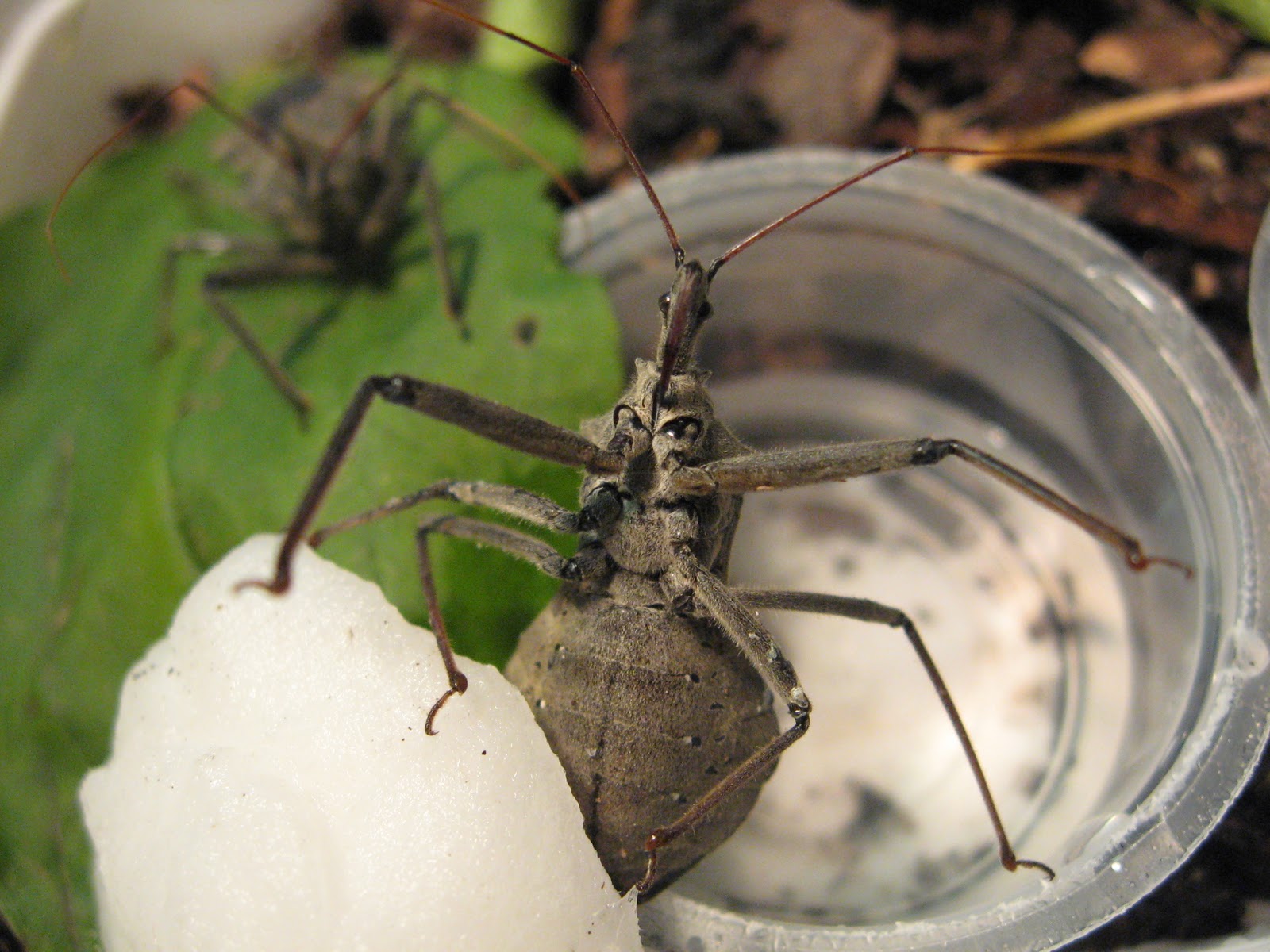Normal Biology Inventing the Wheel(bug)