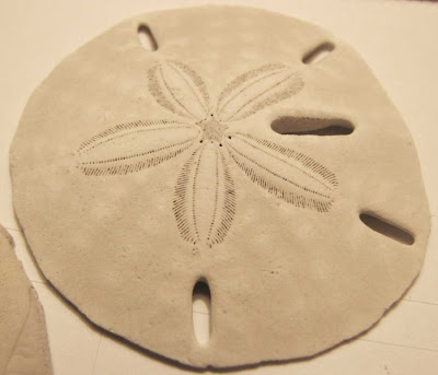 Sand Dollar Tattoo