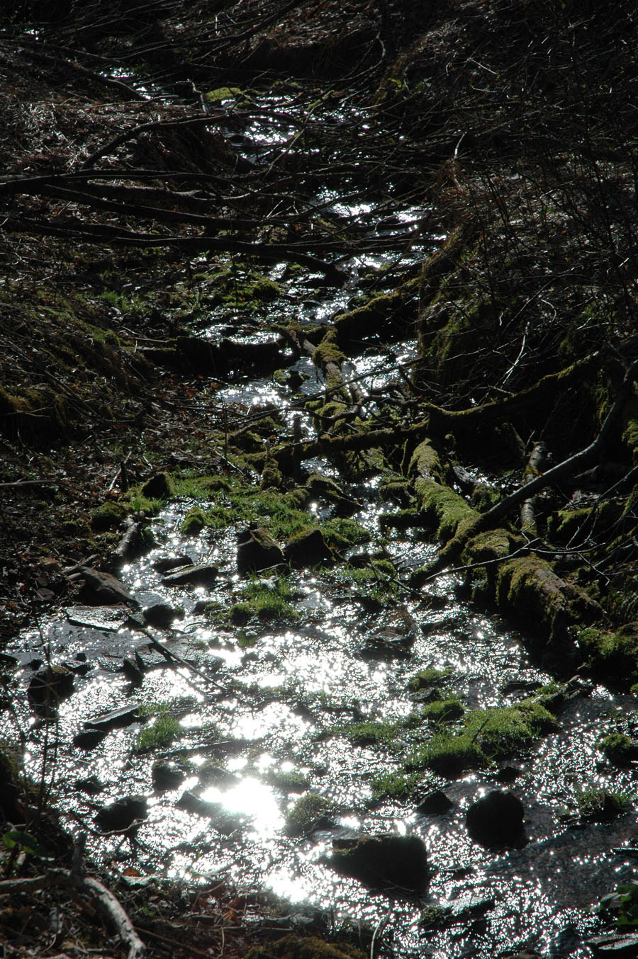 [spring+walk+creek+a+0409.jpg]