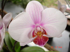 orchid