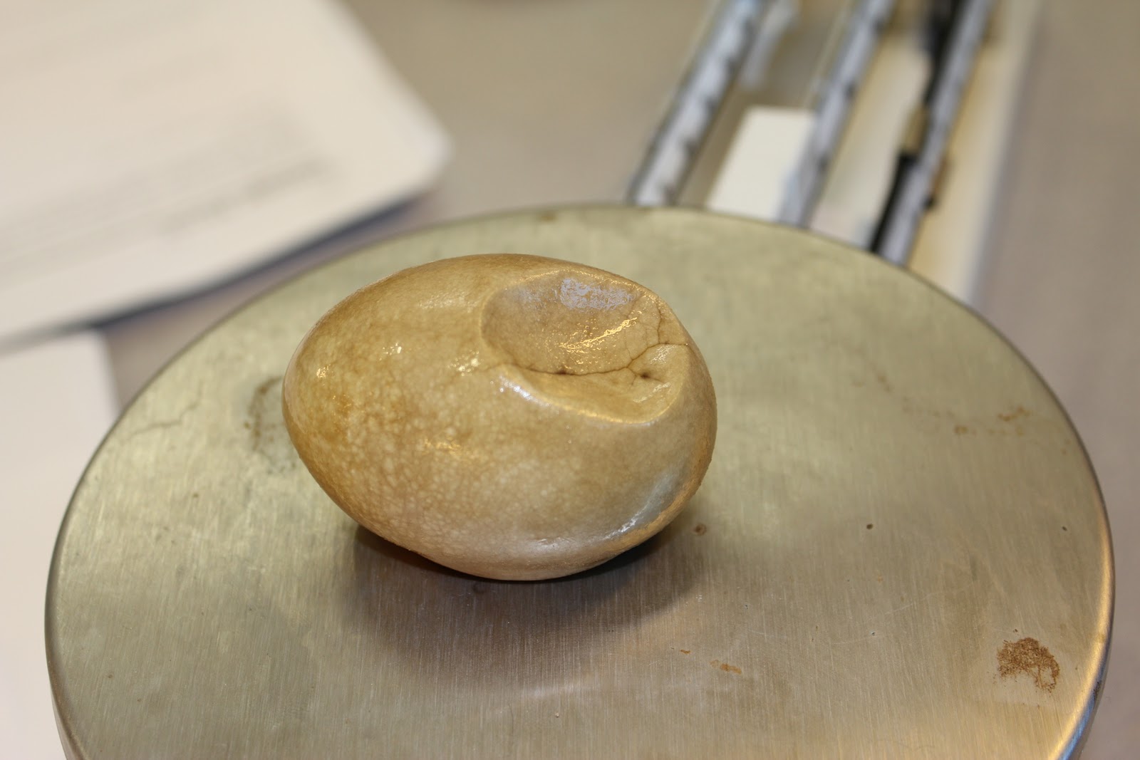 The Science Experience Osmosis Egg Lab Part 1