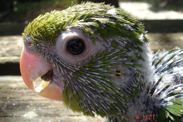 CRIA DE CONURE DE OLHO BRANCO