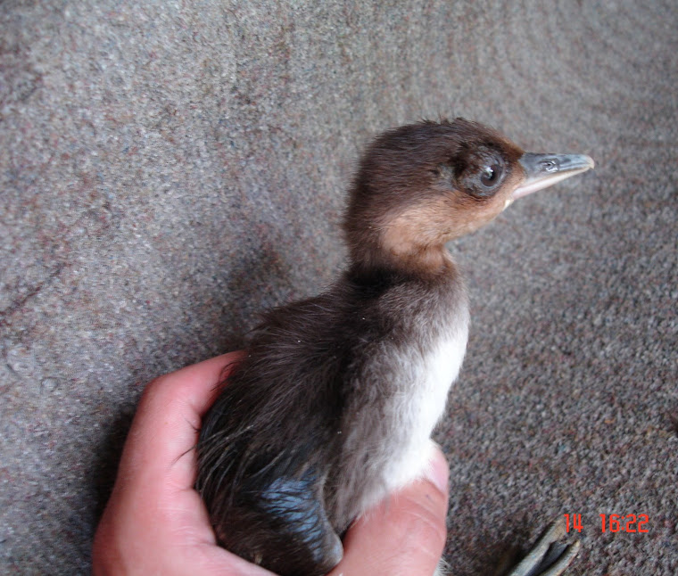 CRIA DE MERGANSO DE POUPA COM 1 MÊS