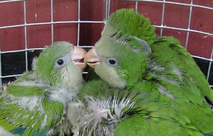 CRIAS DE CONURE DE PEITO CINZENTO COM 1MÊS