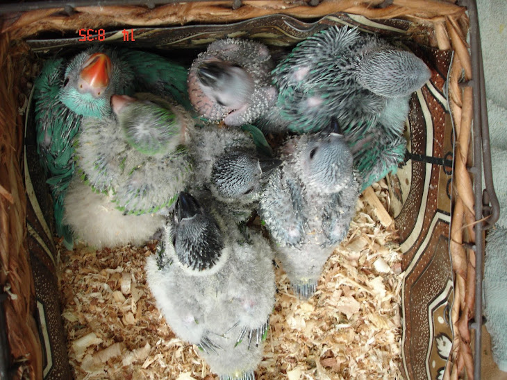 VÁRIAS CRIAS DE CONURE NANDAY E RING NECK AZUL