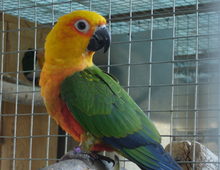 ARATINGA JANDAYA