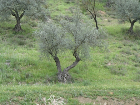 Live Tree