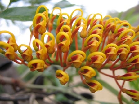 [Grevillea+robusta+flower+detail.JPG]