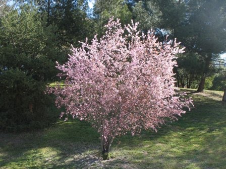 plum - Prunus cerasifera