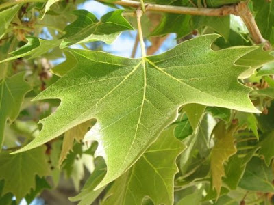London Plane Leaf