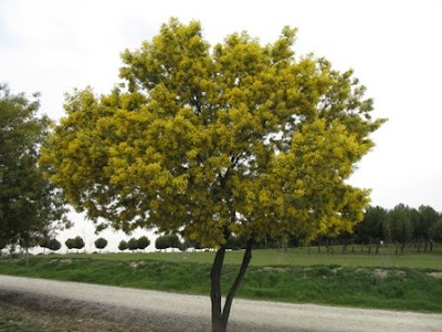 Wattle Tree Nz