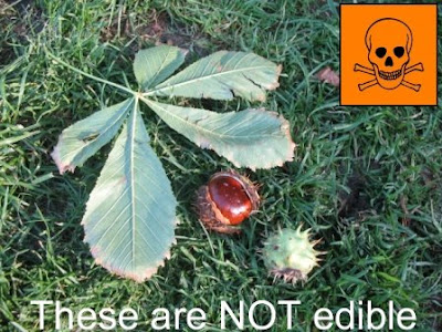 Edible Chestnuts