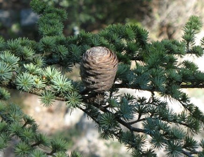 Cedrus+atlantica+mature+seed+cone.jpg