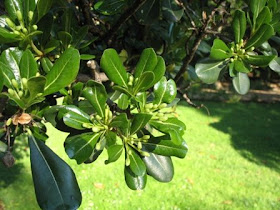 University Of Florida Ifas Charlotte County Extension The Well