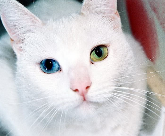 Eye's Of Kittens