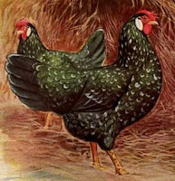 Chicken: Ancona