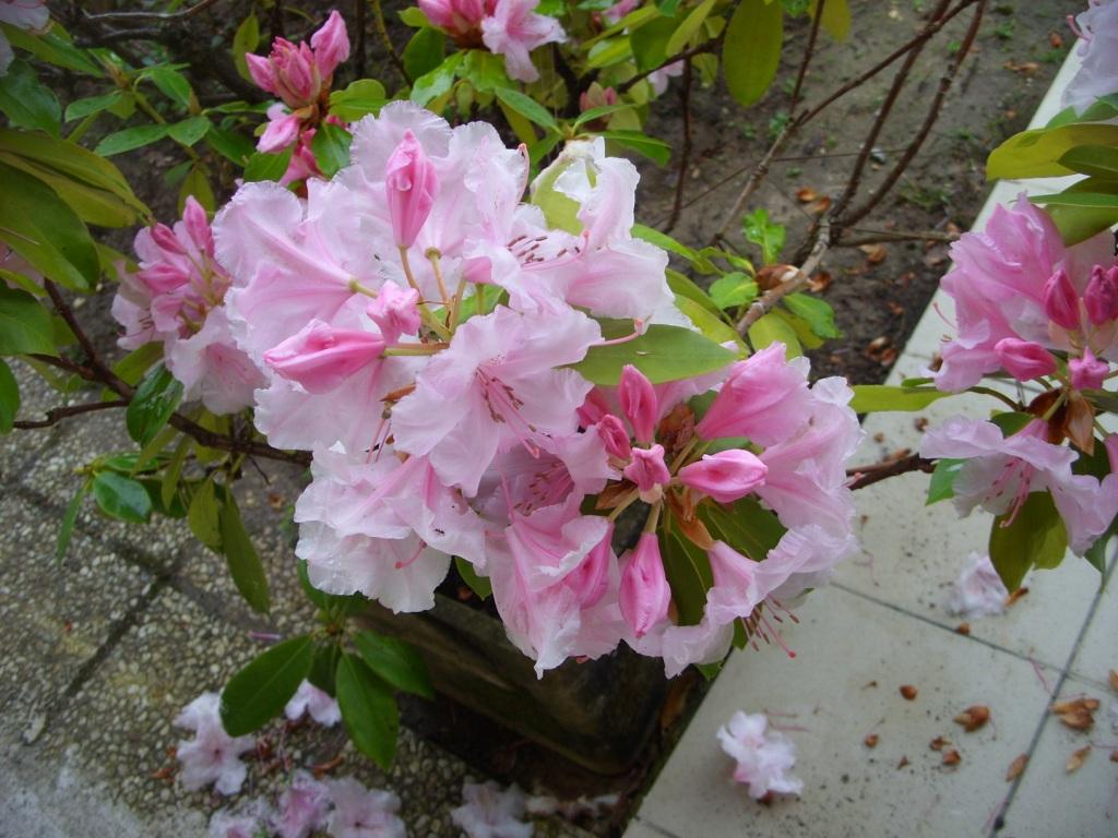 [Flowers.jpeg]