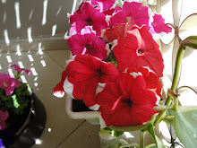 PETUNIA FLOWERS