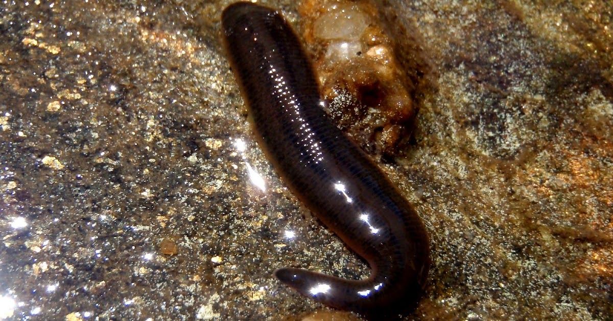 Colorado Fly Fishing Reports Leeches, baby!