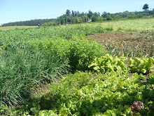 Quero ter unha hortiña...