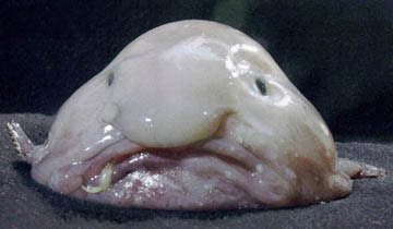 hey you mister top 5 weird animals