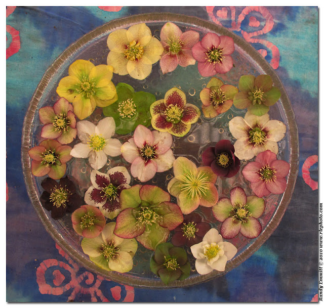 Randy & Meg's Garden Paradise Pine Knot Farms Hellebores