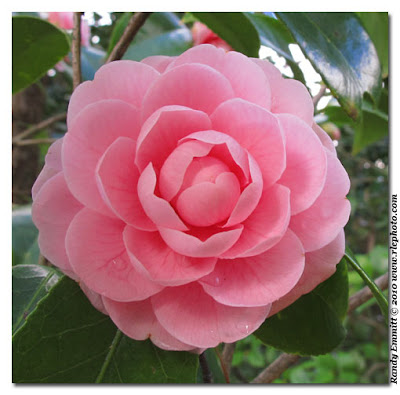 Camellia Pink Perfection
